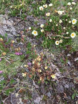 Image of Funston's Saxifrage