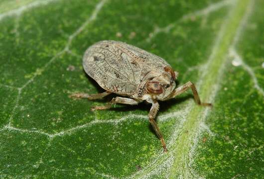 Image of Issus coleoptratus (Fabricius 1781)