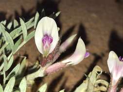 صورة Astragalus piscator R. C. Barneby & S. L. Welsh