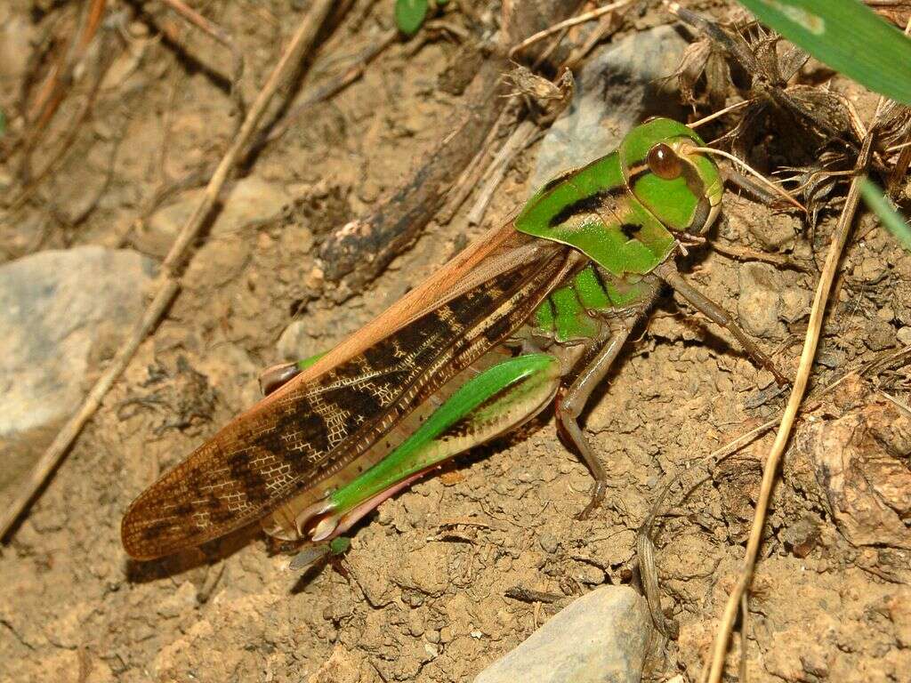 Plancia ëd Locusta