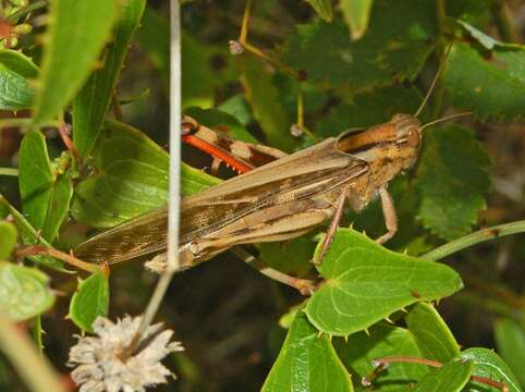 Plancia ëd Locusta migratoria cinerascens