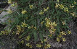 Image of Montpellier milkvetch