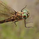 Image of Quebec Emerald