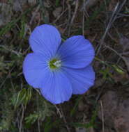 Image of Blue flax