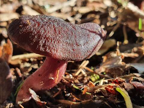 Laccaria violaceonigra G. Stev. 1964 resmi