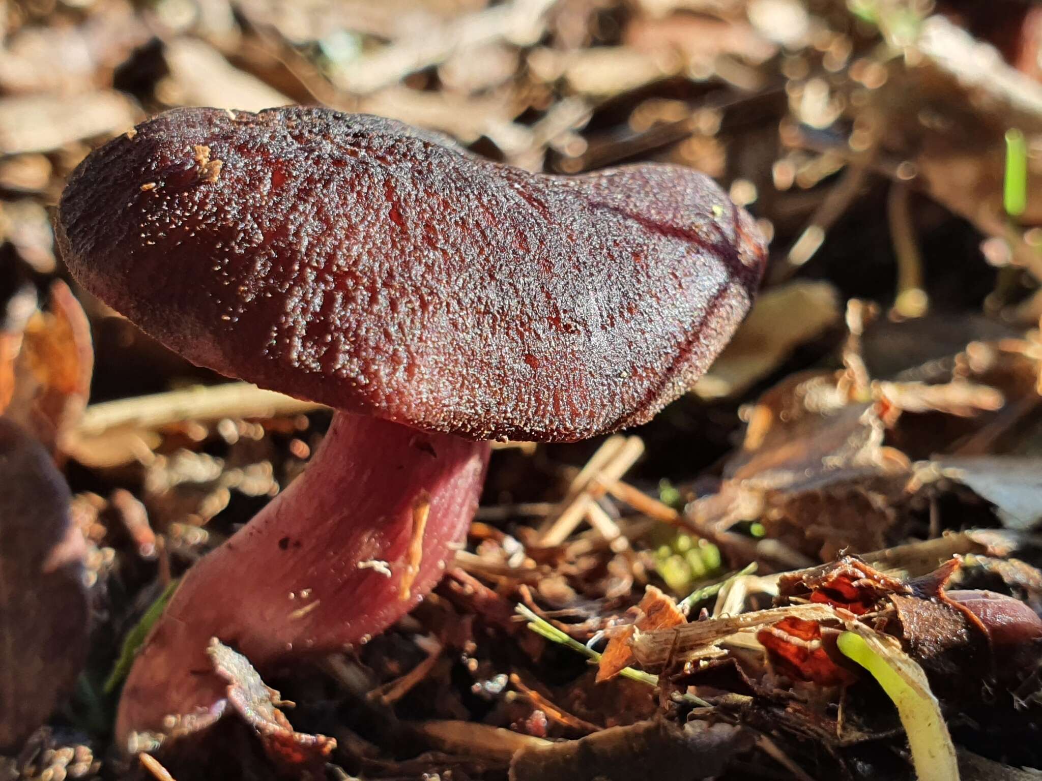 Image of Laccaria violaceonigra G. Stev. 1964