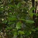 Epiprinus mallotiformis (Müll. Arg.) Croizat的圖片