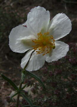 Image of White Rock-rose