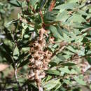 Image of Callistemon pungens subsp. pungens