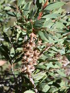 Sivun Callistemon pungens subsp. pungens kuva