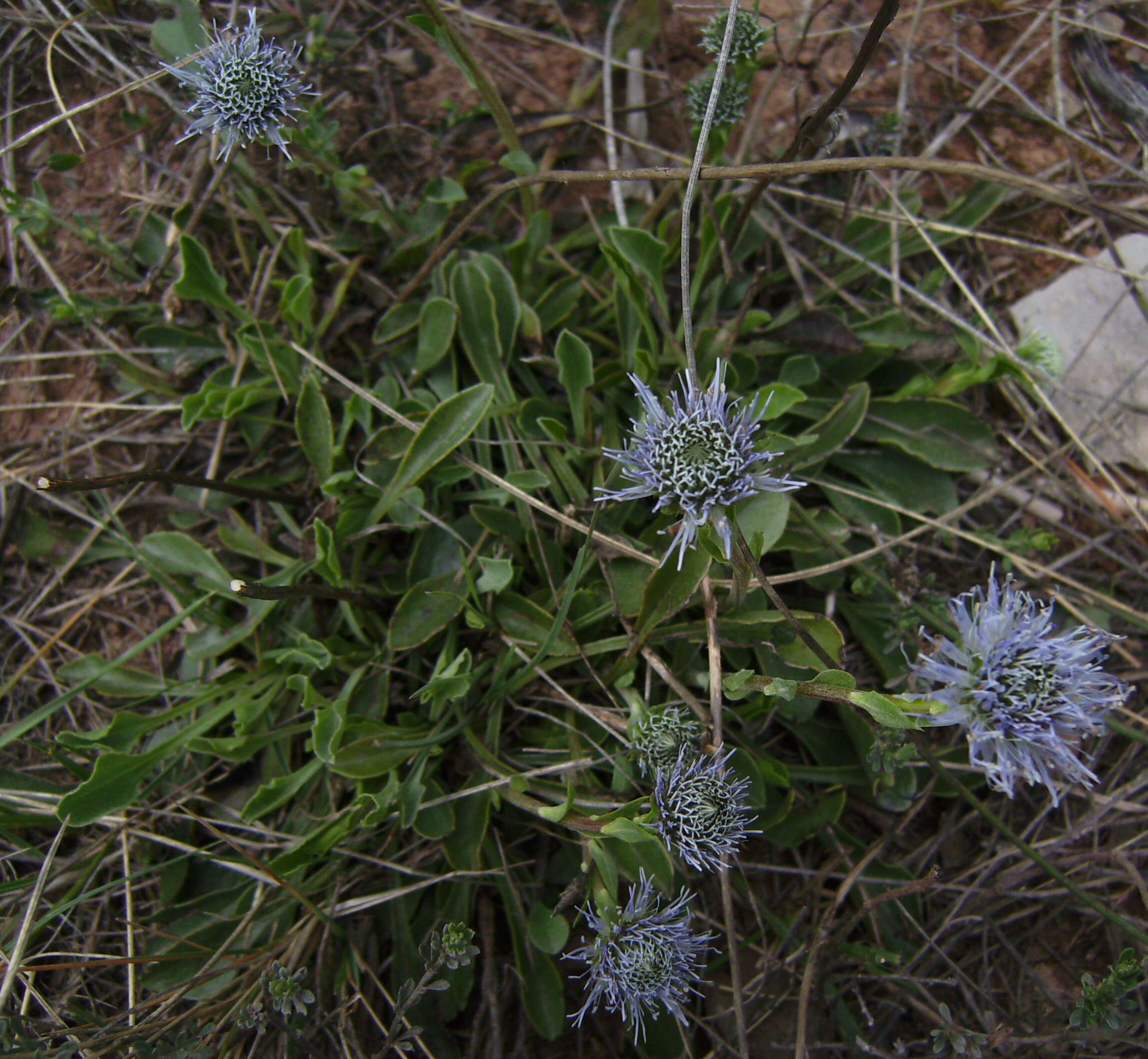 Image of Globularia vulgaris L.