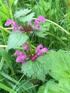 Image of spotted dead-nettle