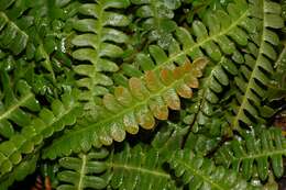 Image de Austroblechnum penna-marina subsp. penna-marina