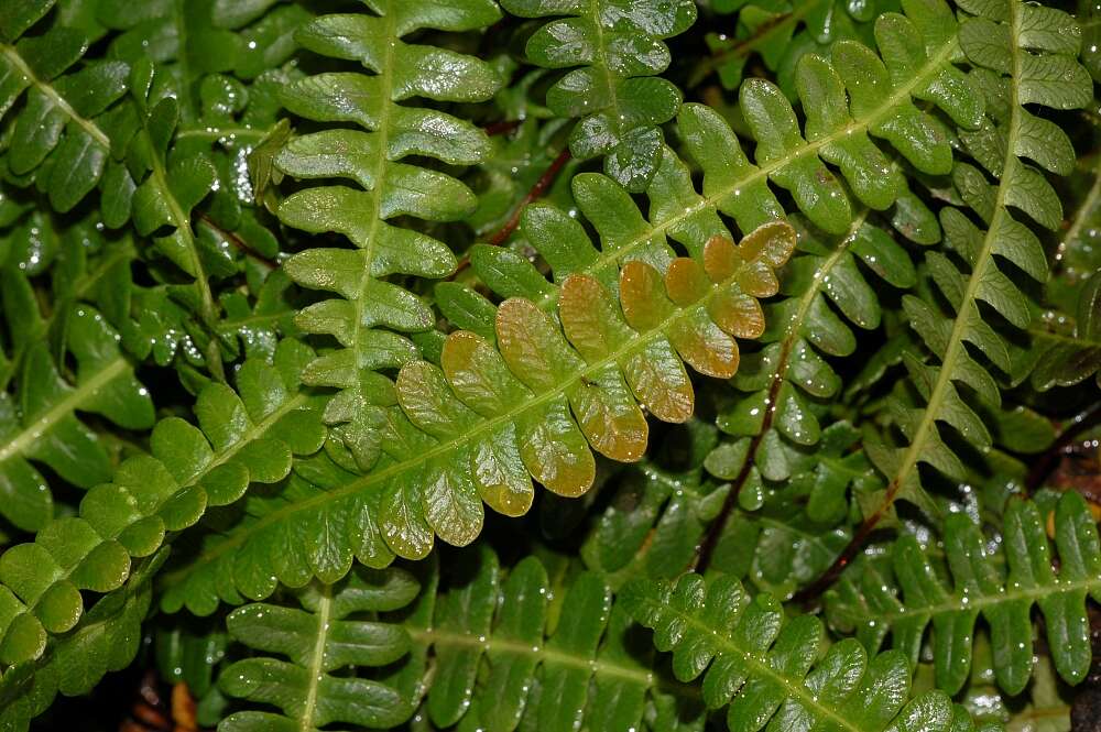 Plancia ëd Austroblechnum penna-marina subsp. penna-marina