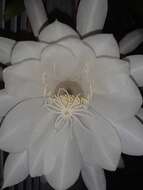 Imagem de Epiphyllum