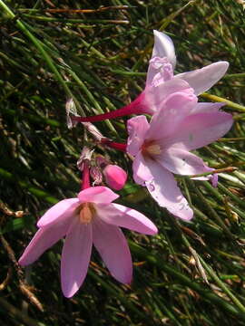 Image of Ixia stohriae L. Bolus