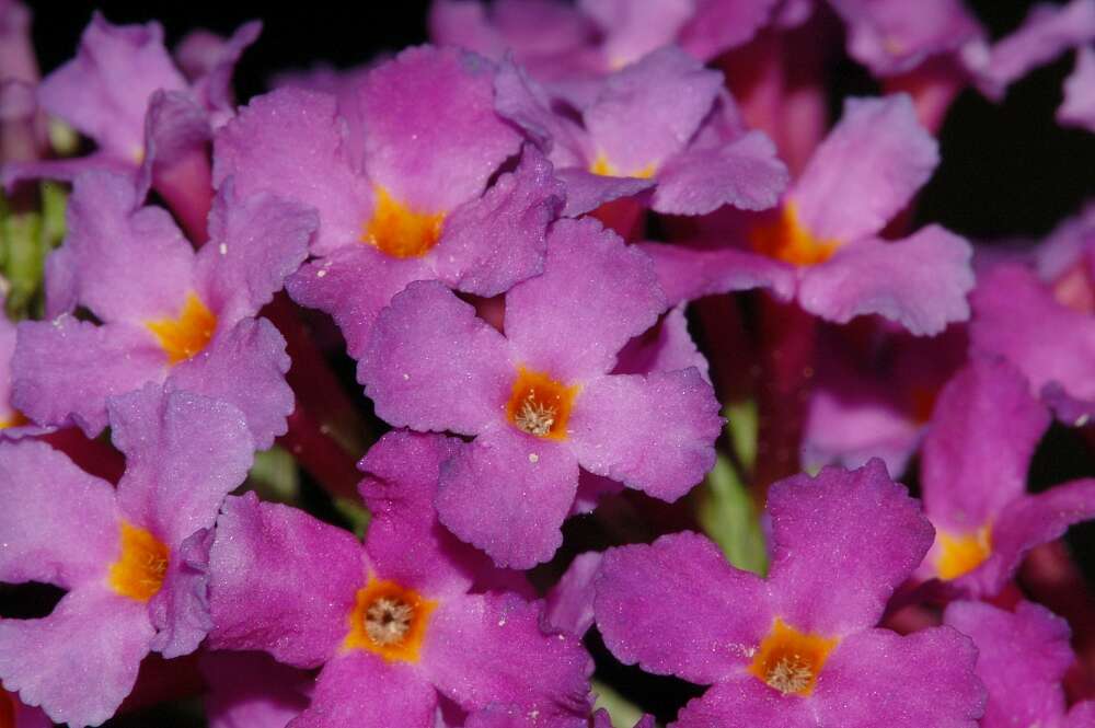 Image of butterfly-bush