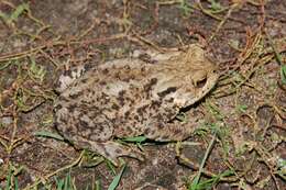 Image of Common Toad