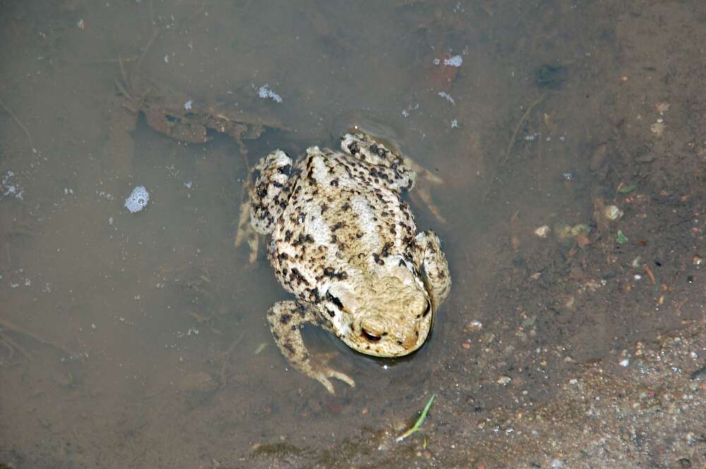 Image of Common Toad