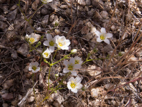 Plancia ëd Sabulina douglasii (Fenzl ex Torr. & A. Gray) Dillenb. & Kadereit