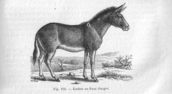 صورة Equus hemionus kulan (Groves & Mazák 1967)