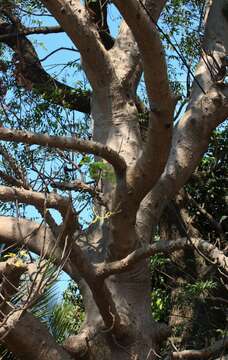 Image of Spondias pinnata (L. fil.) Kurz