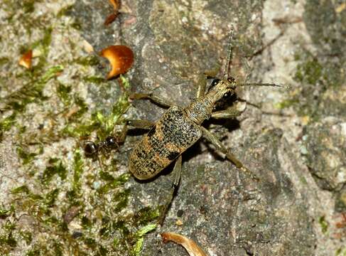 Image of Blackspotted Pliers Support Beetle