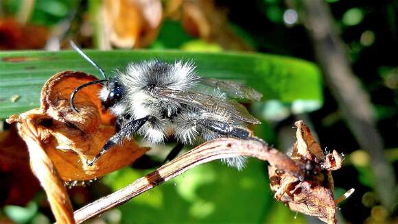 Image of Bombus veteranus (Fabricius 1793)