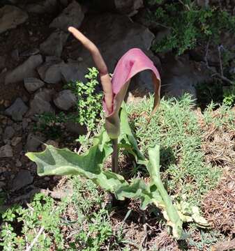 Image of Arum rupicola Boiss.