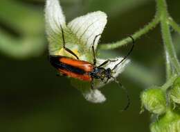 Image of Black-striped Longhorn Beetle