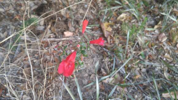 Imagem de Clinopodium coccineum (Nutt. ex Hook.) Kuntze