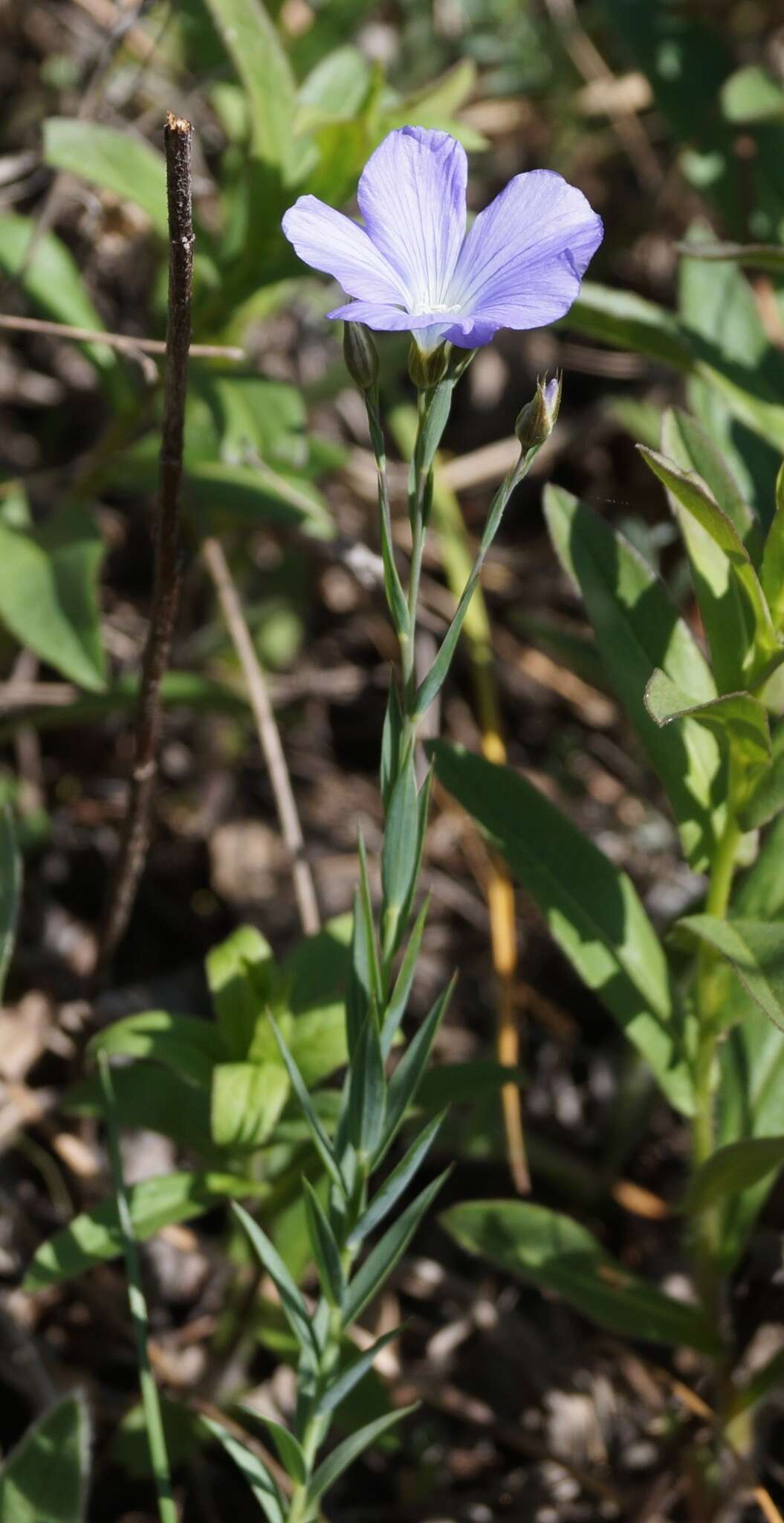 Imagem de Linum nervosum Waldst. & Kit.