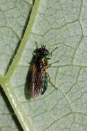 Sivun Chloromyia formosa (Scopoli 1763) kuva