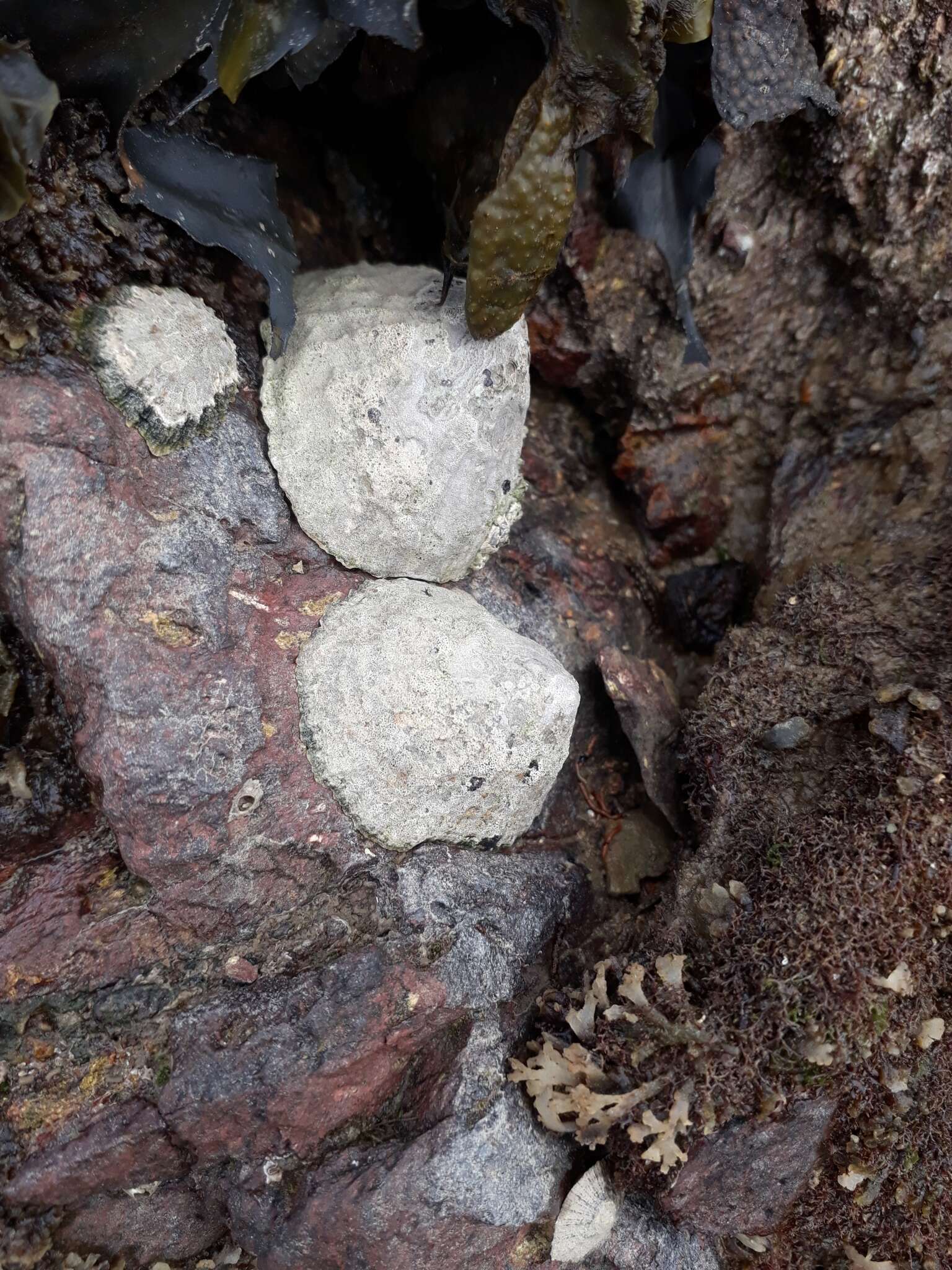 Image of Common limpet