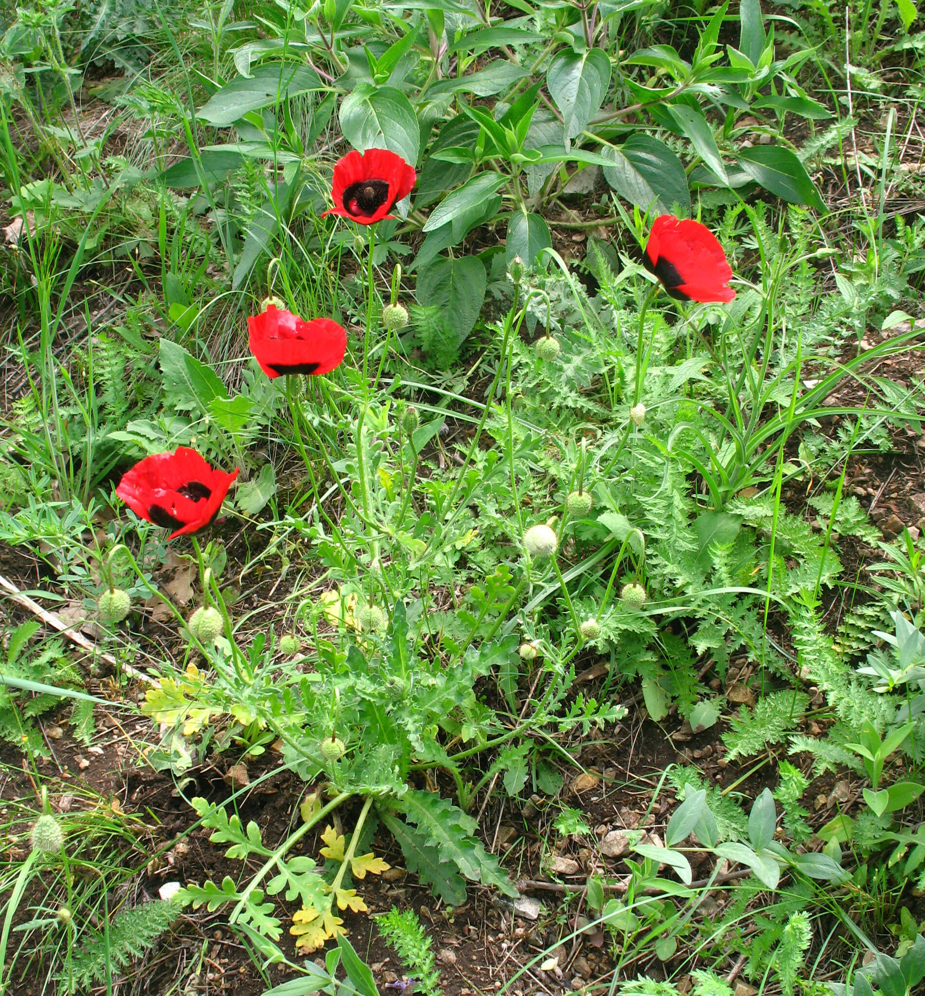 Слика од Papaver pavoninum Fisch. & C. A. Mey.