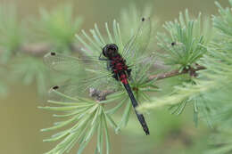 Image of Leucorrhinia patricia Walker 1940