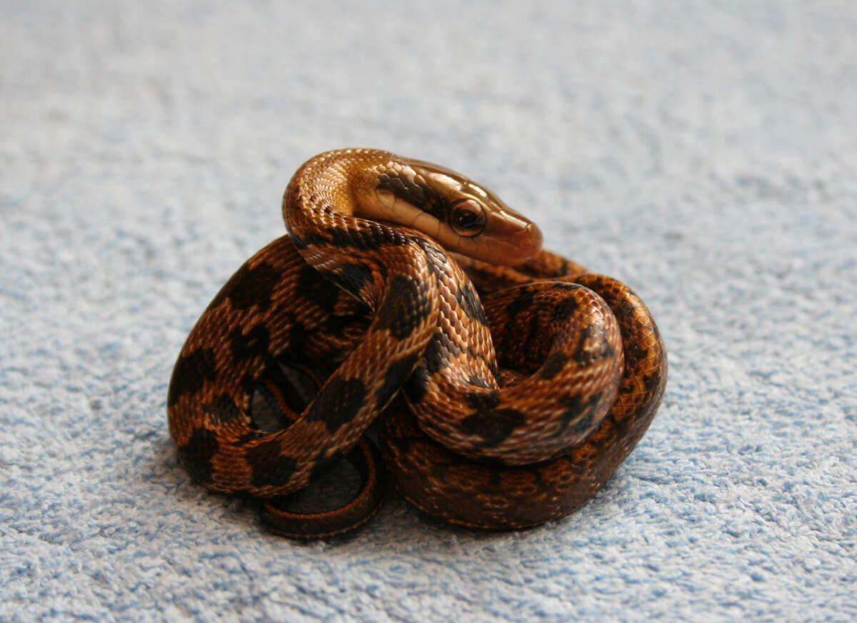 Image of beauty rat snake