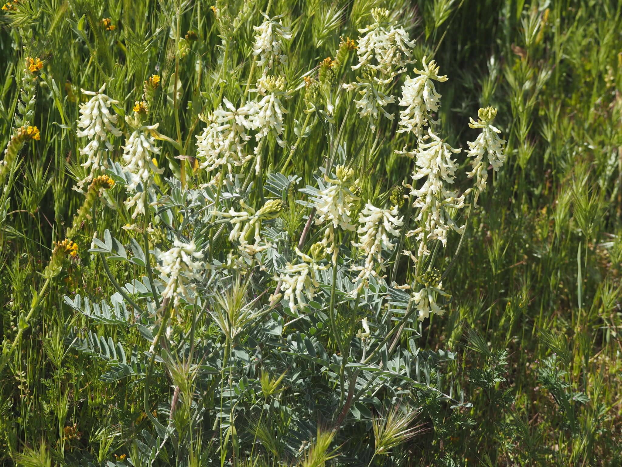 Imagem de Astragalus oxyphysus A. Gray