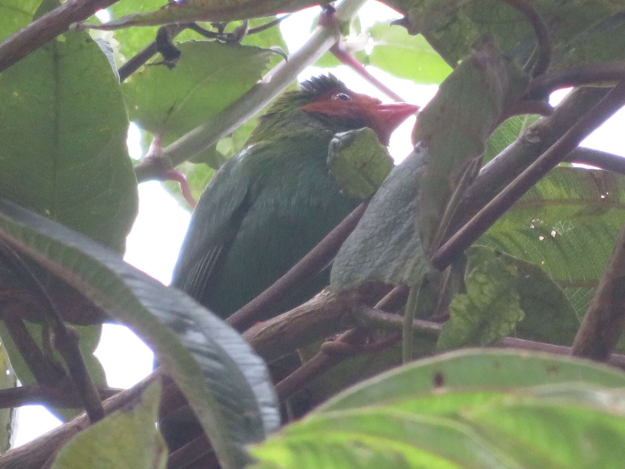 Chlorornis Reichenbach 1850的圖片