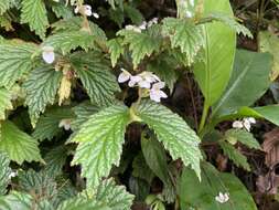 Image of Begonia loheri Merr.