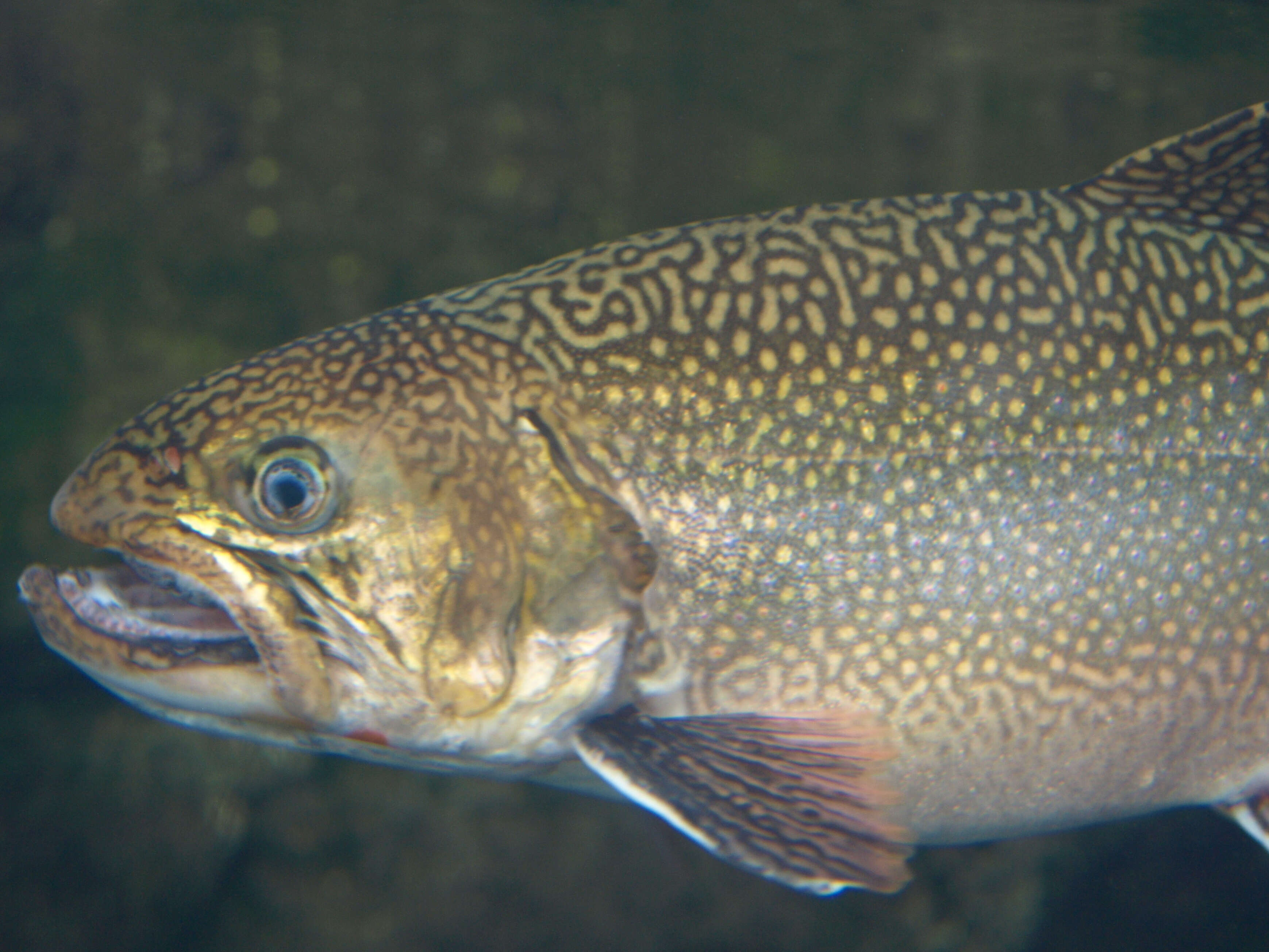 Image of brook trout