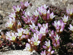 Imagem de Sedum candollei