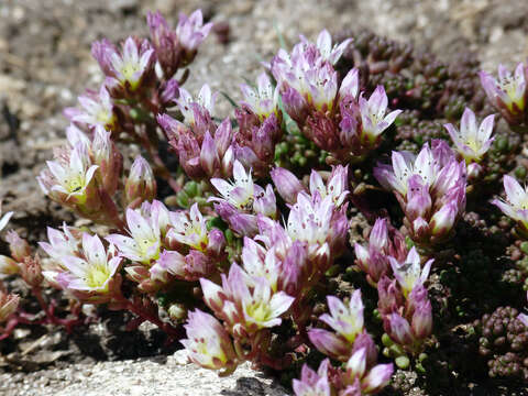 Image of Sedum candollei