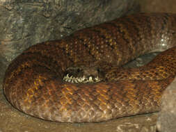 Image of Northern death adder