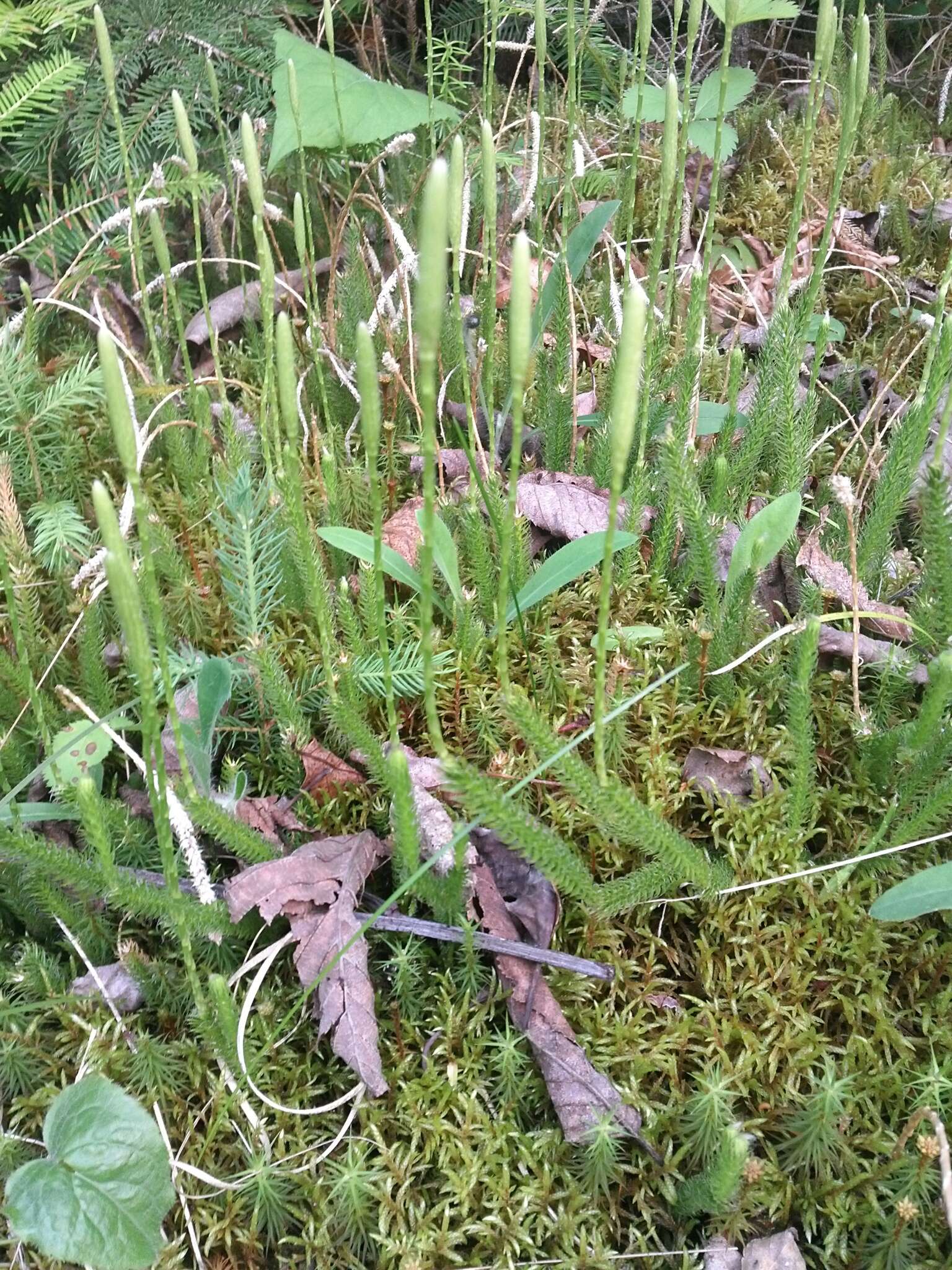 Image of one-cone clubmoss