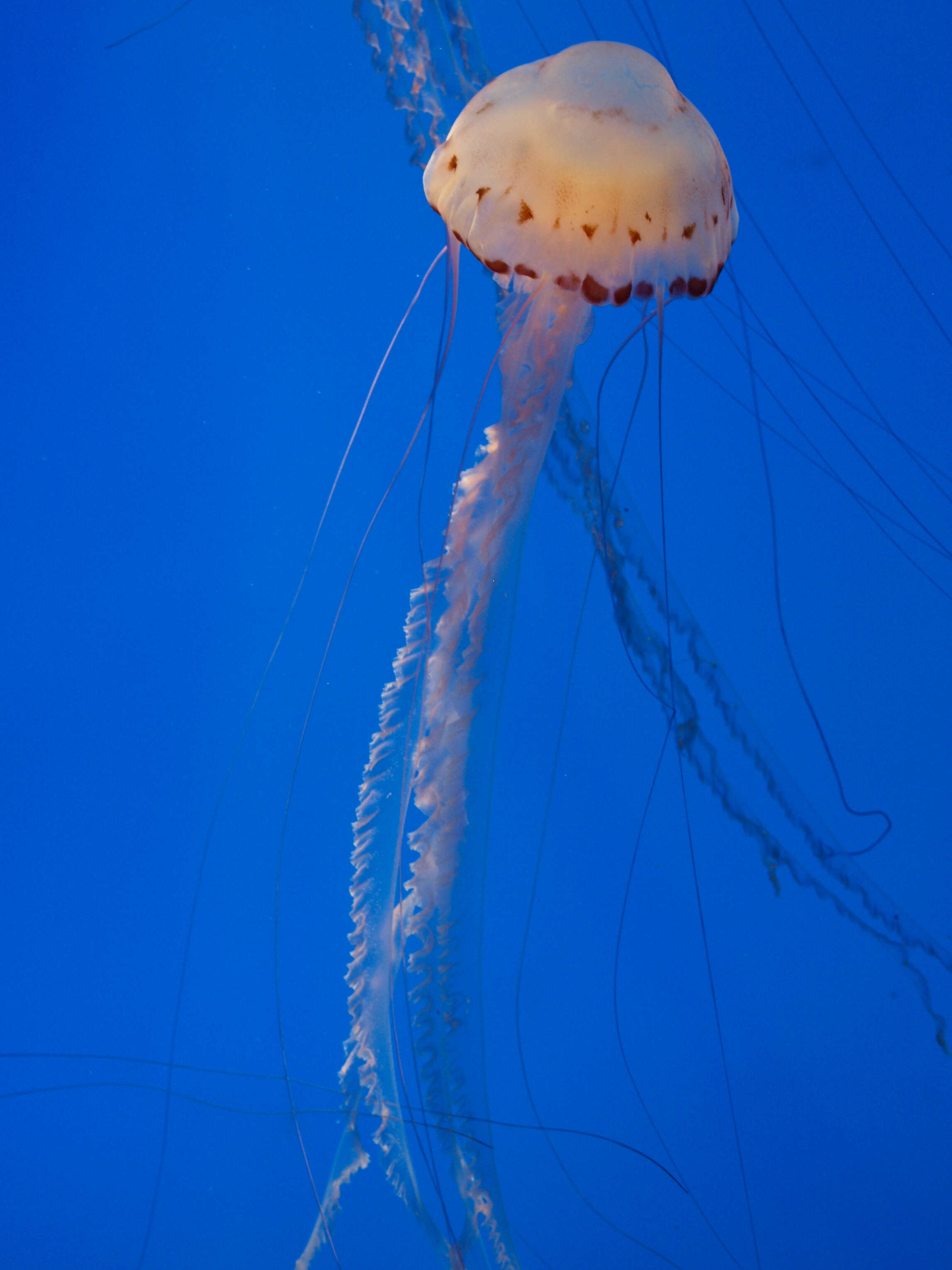 Image of purple-striped jellyfish