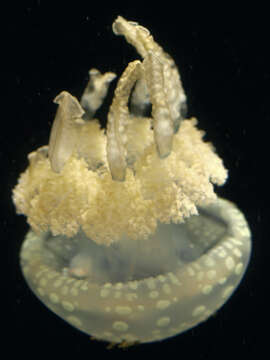 Image of jellyfish