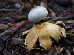 Image of Beaked Earthstar