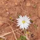 Rhodanthe chlorocephala (Turcz.) P. G. Wilson resmi