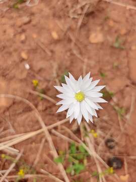 صورة Rhodanthe chlorocephala (Turcz.) P. G. Wilson